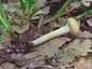 Tavaszi rétgomba (Agrocybe praecox), Pilis